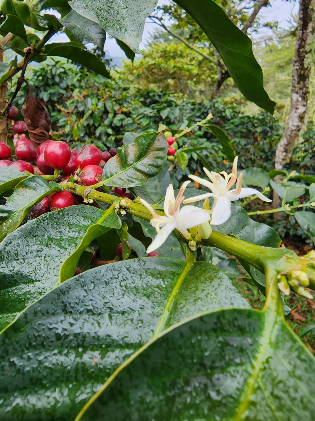 Café Rústiko — Lourdes Yescas — Las Delicias, San Juan Juquila Vijanos, Sierra Norte, Oaxaca