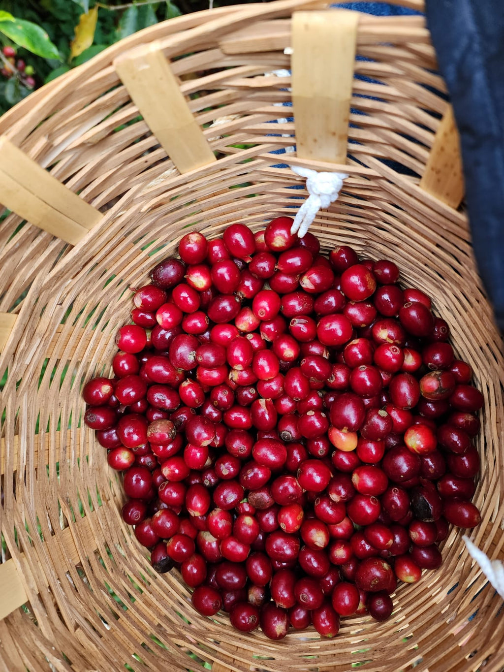 Café Rústiko — Lourdes Yescas — Las Delicias, San Juan Juquila Vijanos, Sierra Norte, Oaxaca