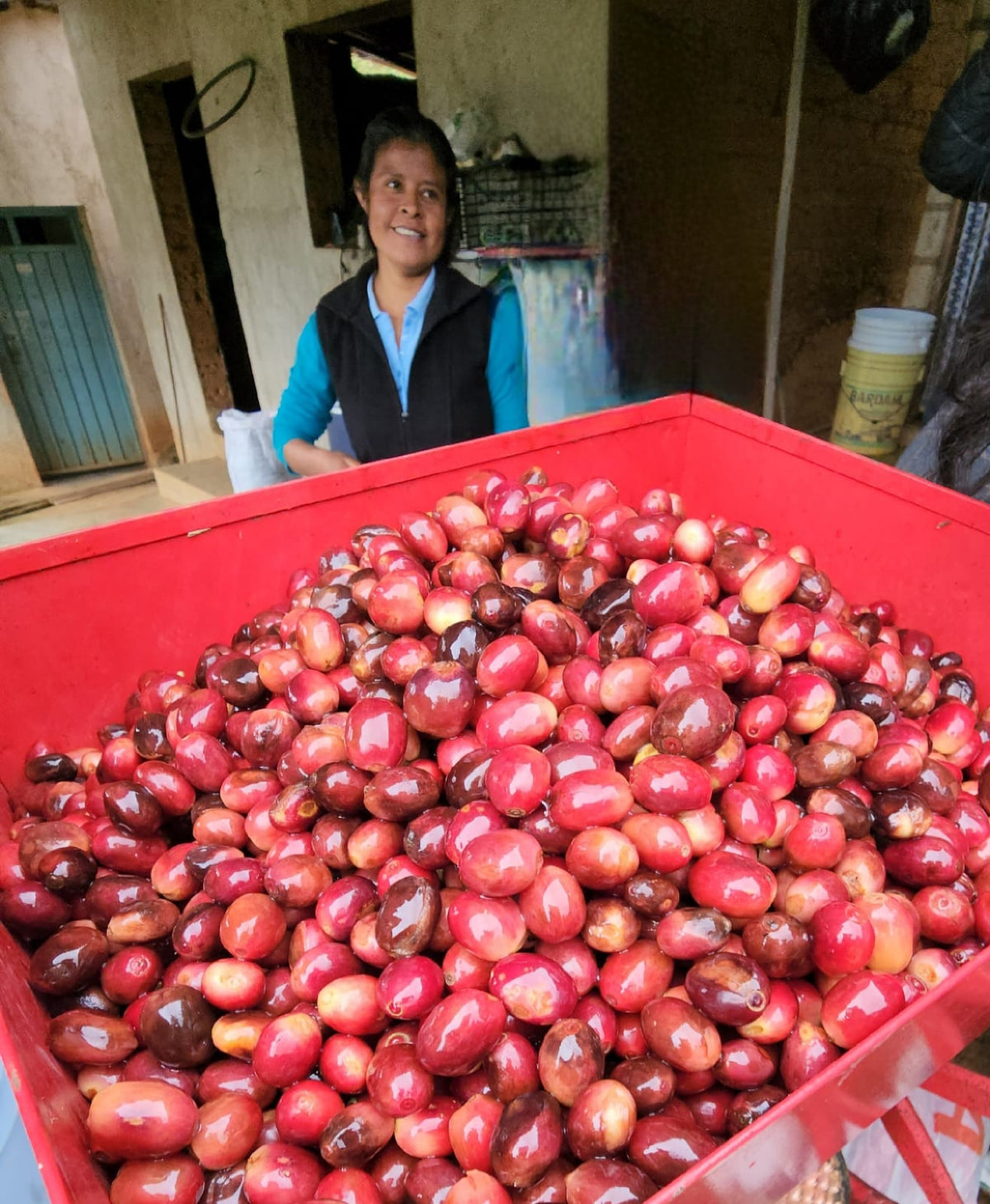 Café Rústiko — Lourdes Yescas — Las Delicias, San Juan Juquila Vijanos, Sierra Norte, Oaxaca