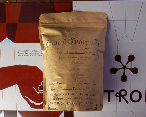 Caracol Púrpura — Familia Miranda Pérez, San Mateo Yoloxochitlan, Oaxaca